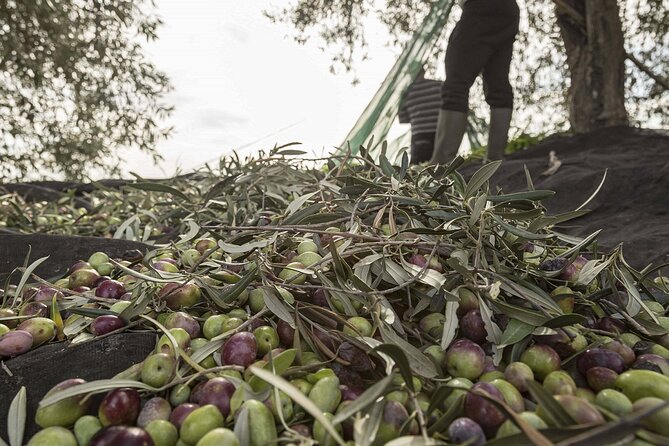 Visit to the olive grove, oil tasting and lunch at the farm - A family mill, not a staged tasting room