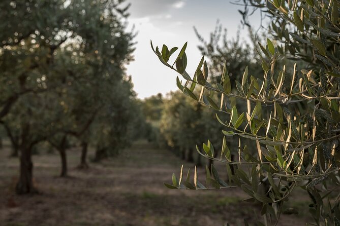 Visit to the olive grove, oil tasting and lunch at the farm - The Sicilian brunch is a real part of the experience