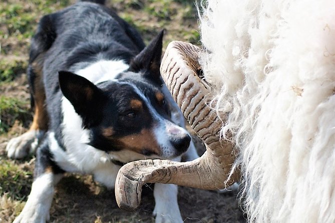 Visit traditional working sheep farm with sheepdog demo. Galway. - What makes this farm visit different
