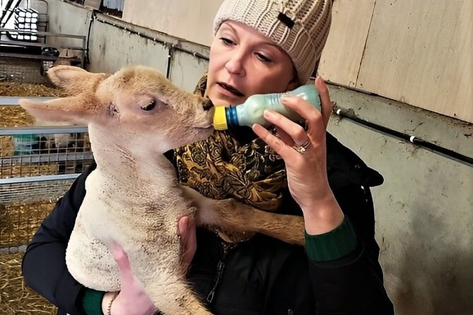 Visit traditional working sheep farm with sheepdog demo. Galway. - Traditional hand shearing from June through August