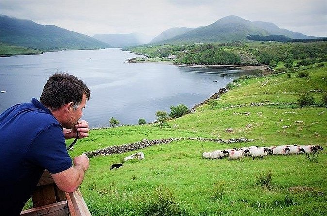 Visit traditional working sheep farm with sheepdog demo. Galway. - Killary Fjord is part of the experience