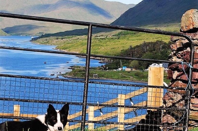 Visit traditional working sheep farm with sheepdog demo. Galway. - Price, timing, and overall value