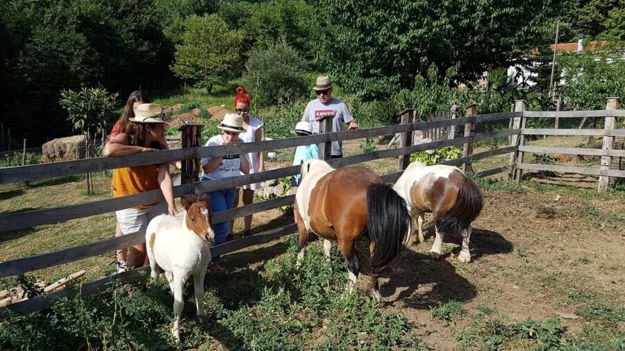 Volos: Cook Like a Local at a Greek Farm - Sitting down to eat what you prepared