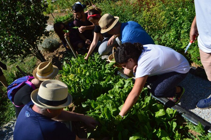 Volos: Cook Like a Local at a Greek Farm - Is $113 a fair price?