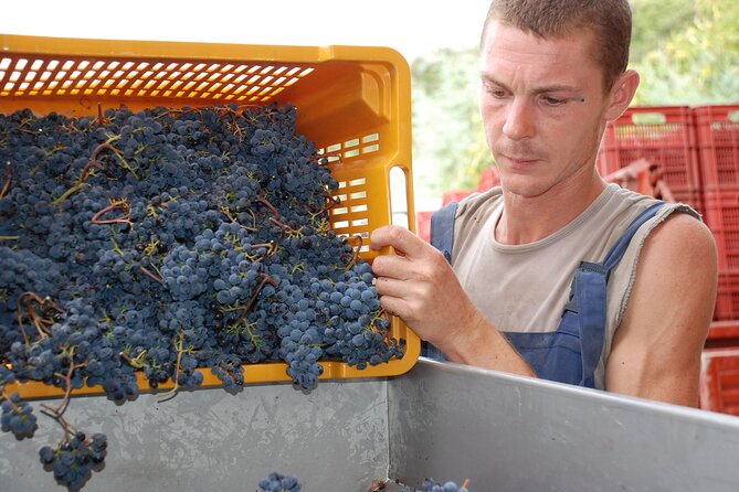 Volterra wines, sensory emotions of organic farming - Four wines and a thoughtful food pairing