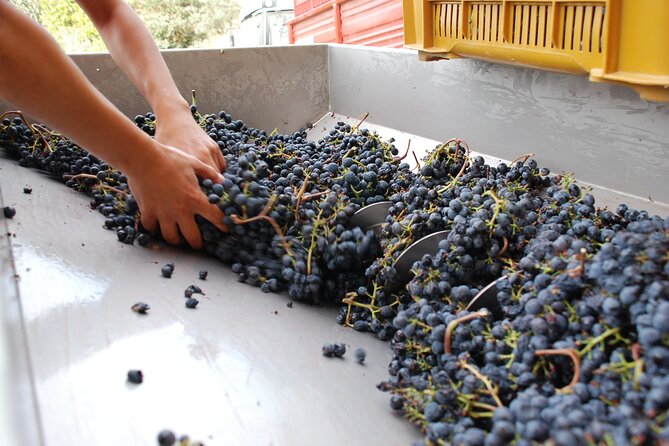 Volterra wines, sensory emotions of organic farming - Why the small group limit matters
