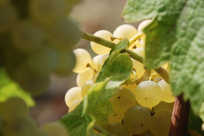 Volterra wines, sensory emotions of organic farming - Planning your arrival near Volterra