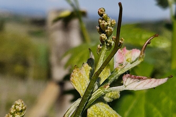 Volterra wines, sensory emotions of organic farming - When harvest season changes the experience