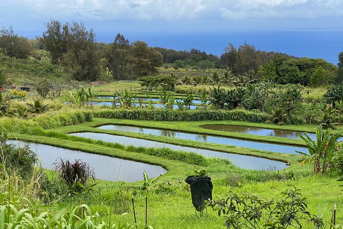 Waipi’o on Horseback: Mountain Ocean Views Working Cattle Ranch - A working ranch above the Hamakua coast