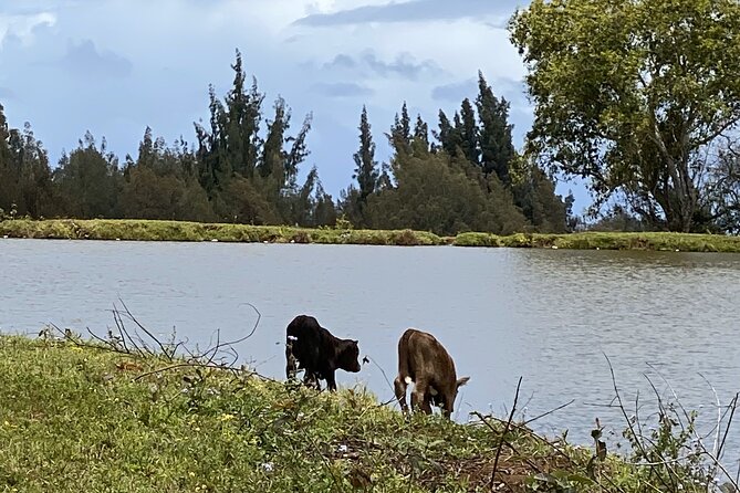 Waipi’o on Horseback: Mountain Ocean Views Working Cattle Ranch - Ironwood trees and distant ocean views