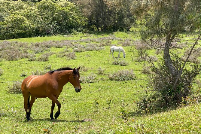 Waipi’o on Horseback: Mountain Ocean Views Working Cattle Ranch - Small groups make the ride more personal