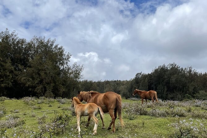 Waipi’o on Horseback: Mountain Ocean Views Working Cattle Ranch - Is $160 a fair price?