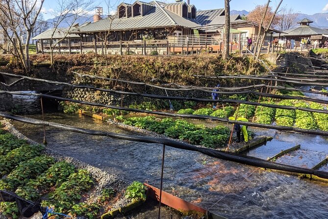 Wasabi Farm Walking Tour & Lunch - Is $70.94 good value?