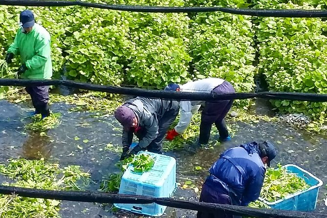 Wasabi Farm Walking Tour & Lunch - Getting to the farm and planning your morning