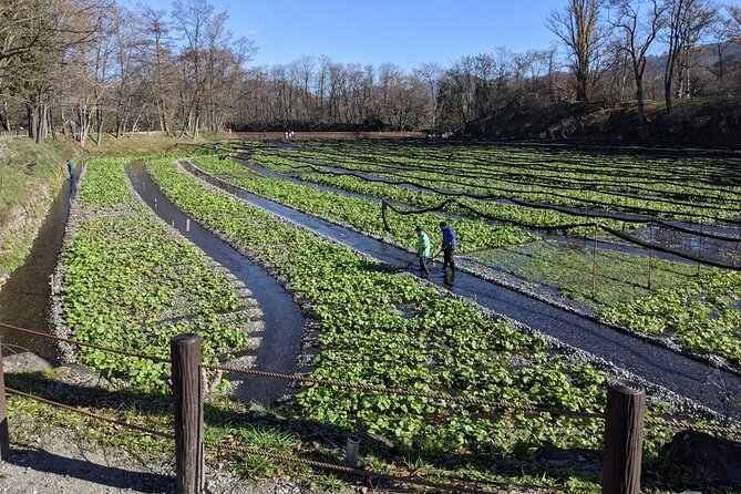 Wasabi Farm Walking Tour & Lunch - The one-hour walk through the wasabi fields