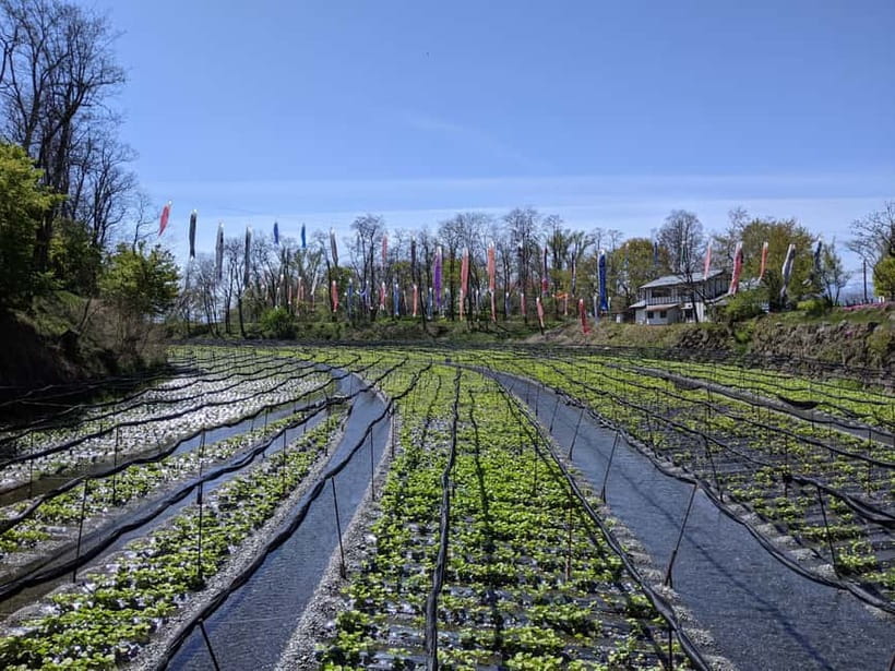 Wasabi Farm Walking Tour with Lunch - Key points to know before you go