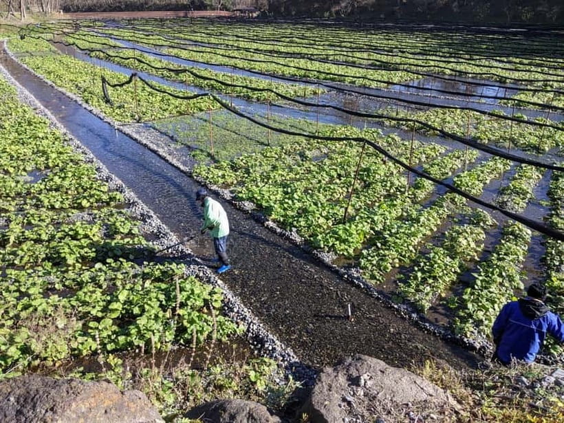 Wasabi Farm Walking Tour with Lunch - Should you book the Wasabi Farm Walking Tour?