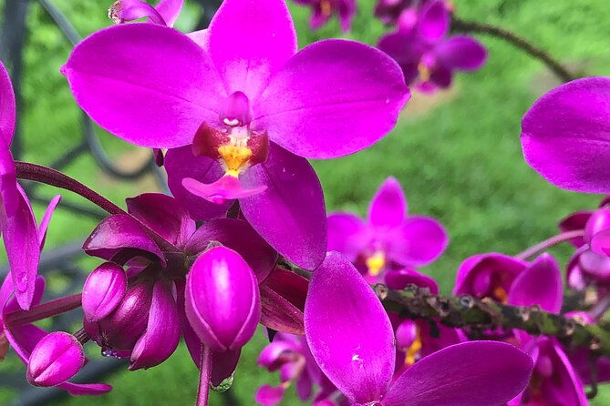 Welchman Hall Gully, Hunte’s Garden and Peg Farm Family Day - Hunte’s Gardens: one hour among exotic plants