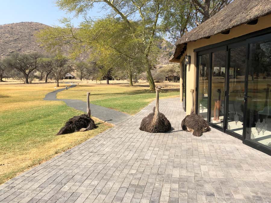 Windhoek: Okapuka Game Ranch Guided Tour - A quick safari escape from Windhoek