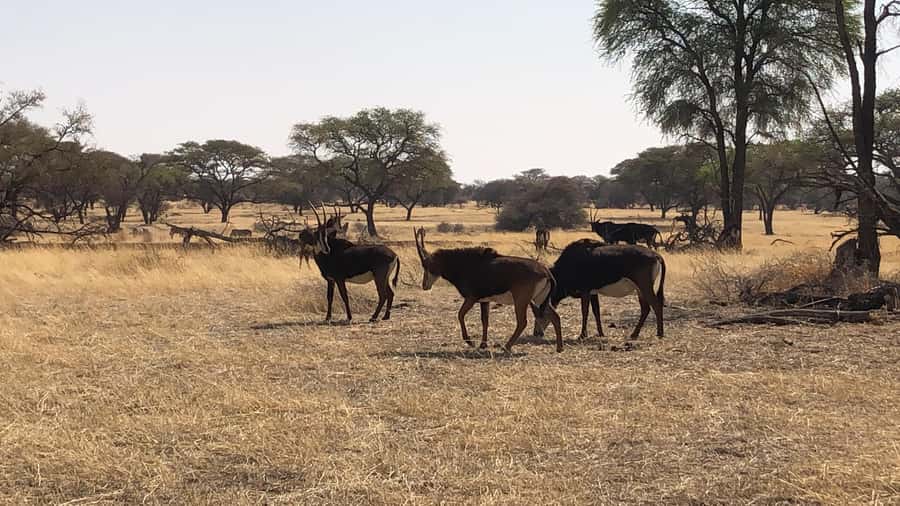 Windhoek: Okapuka Game Ranch Guided Tour - What the animal sightings may mean for photographers