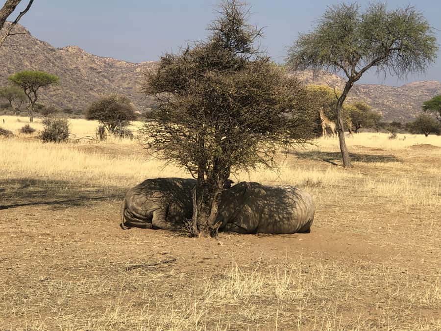 Windhoek: Okapuka Game Ranch Guided Tour - The three-hour Okapuka game drive
