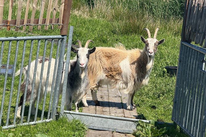 Windmill, Dairy Farms & Countryside Electric Bike Tour - Why this tour gets you beyond Amsterdam’s usual sights