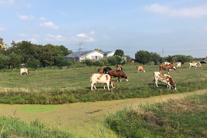 Windmill, Dairy Farms & Countryside Electric Bike Tour - Zunderdorp and the farm fields