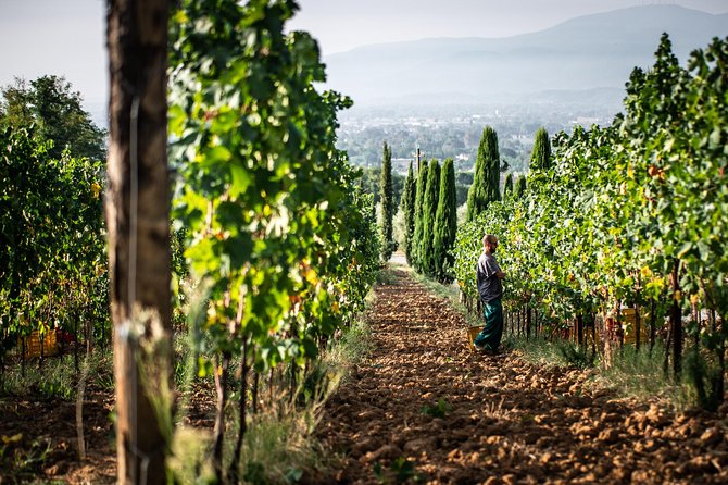 Wine and olive oil tasting & farm tour - The short walk through vineyards and olive trees
