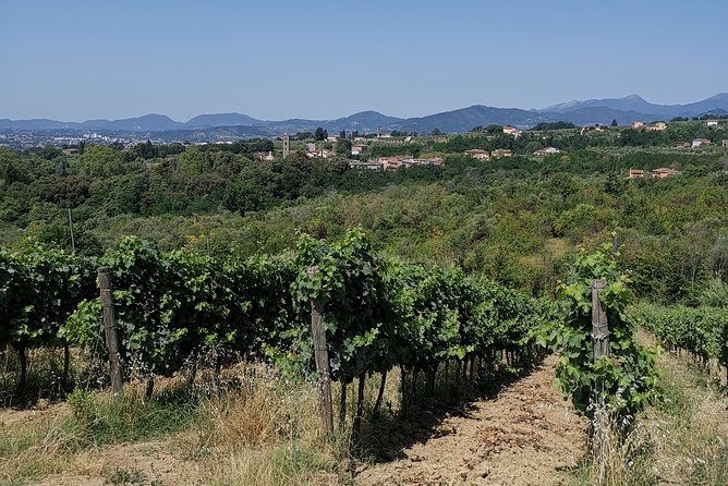 Wine and olive oil tasting & farm tour - What you learn about Tuscan production