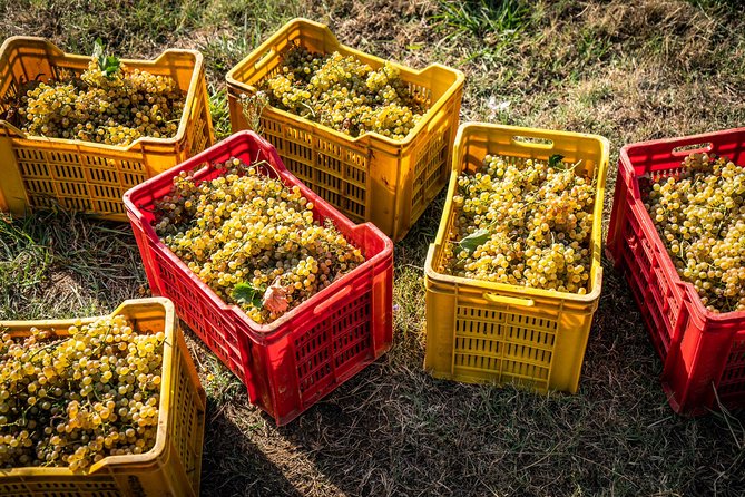 Wine and olive oil tasting & farm tour - How long does the experience really take?