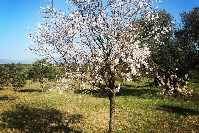 WIne & Olive Oil Tasting in an Organic Farm in Laconia, Greece! - Why the private format changes the experience