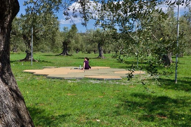 WIne & Olive Oil Tasting in an Organic Farm in Laconia, Greece! - Adding Sparta and the Olive Oil Museum