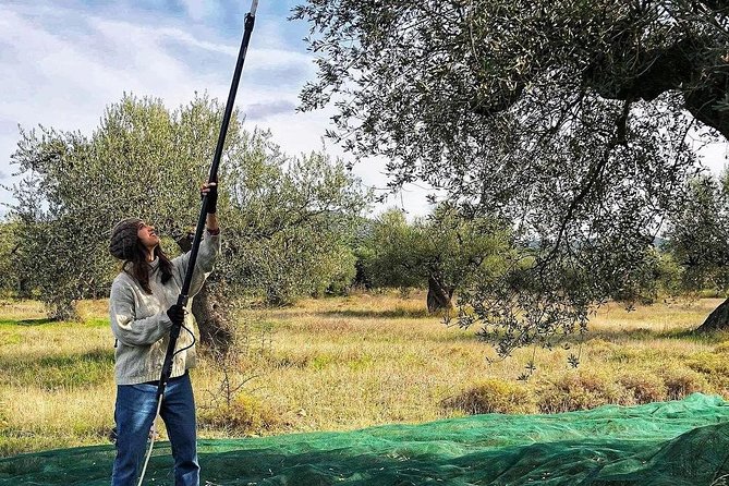 WIne & Olive Oil Tasting in an Organic Farm in Laconia, Greece! - Getting there from Kalamata