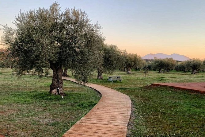 WIne & Olive Oil Tasting in an Organic Farm in Laconia, Greece! - Walking through vineyards and centuries-old olive groves