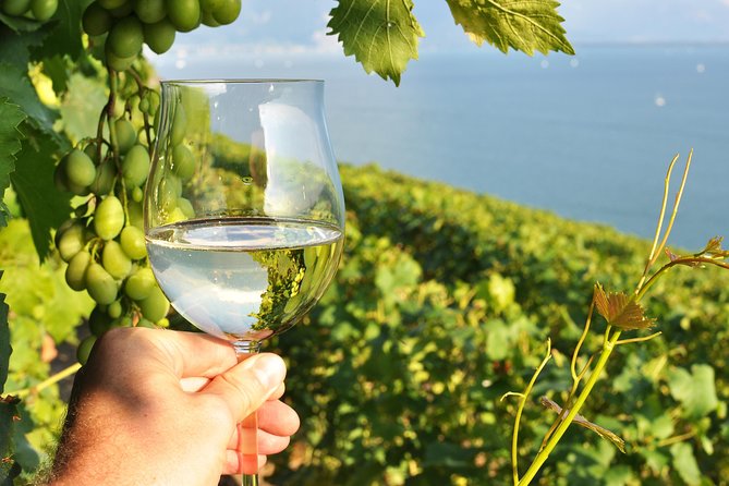 Wine Tasting and lavender Farm Tours - Key points to know before you book