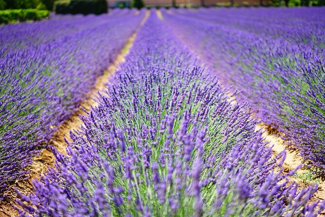 Wine Tasting and lavender Farm Tours - Starting in Niagara-on-the-Lake’s wine country