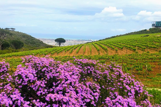 Wine tasting - Boutique farms - The guides: Tingo, Sungani, and Gavin
