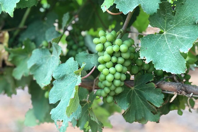 Wine Tasting, Cape Dutch Farm and Art Day Tour from Cape Town - What the $186.22 price really covers