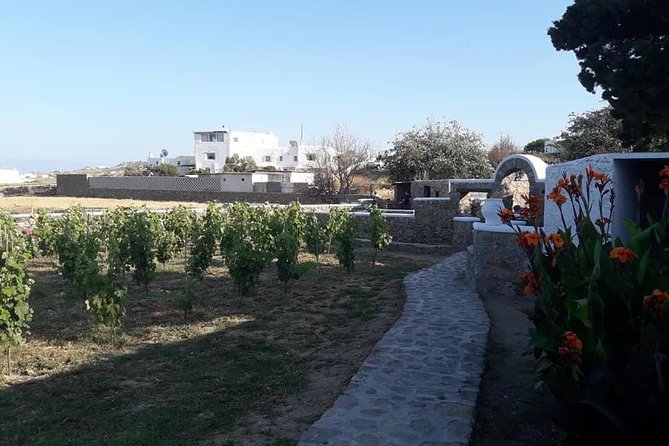 Wine Tasting Tour at a traditional farm in Mykonos - Bread, cheese, and local farm snacks