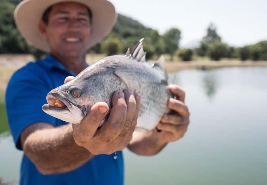 Wonga: Guided Fishing, Farming and Tasting Tour - Hand-harvesting the barramundi