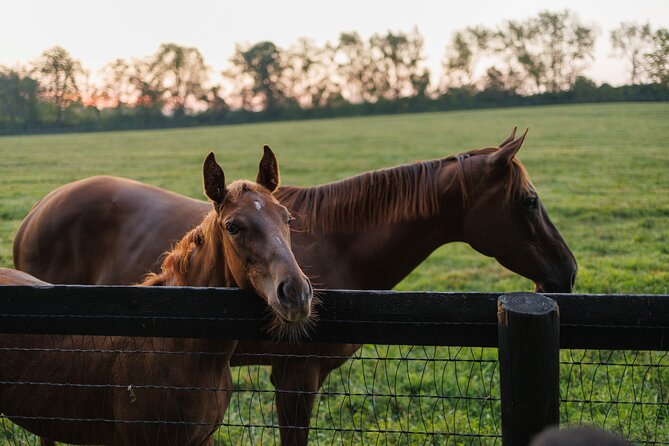 Woodford Reserve, Kismet Thoroughbred Farm & Whiskey Thief - Whiskey Thief brings the barrels closer