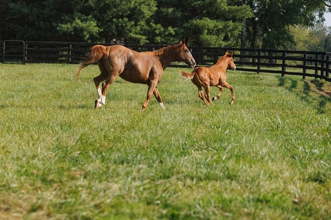 Woodford Reserve, Kismet Thoroughbred Farm & Whiskey Thief - Starting at 8:00 a.m. in downtown Louisville