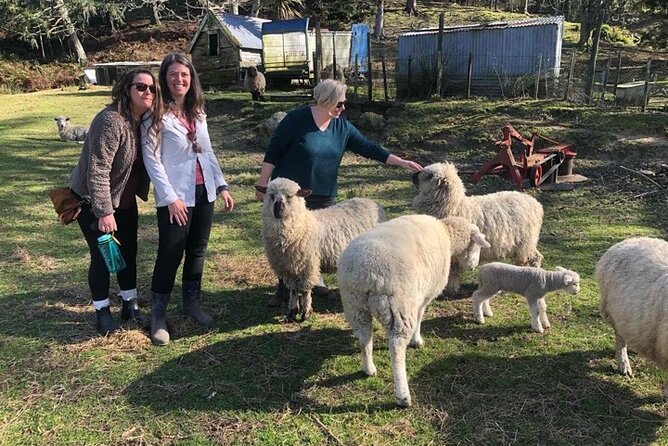 Wool Sheep Farm Experience with Handmade Wool Hat in New Zealand - Meeting the animals at 291 Parsons Road