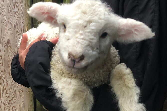 Wool Sheep Farm Experience with Handmade Wool Hat in New Zealand - Weather, timing, and practical expectations
