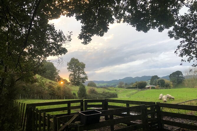 Wool Sheep Farm Experience with Handmade Wool Hat in New Zealand - Who will enjoy this farm visit most