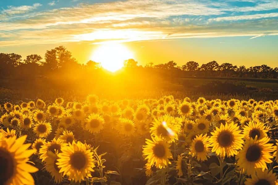 Yolo: Vineyards, Farms & Cultural Gems - Audio Driving Tour - Starting in downtown Davis