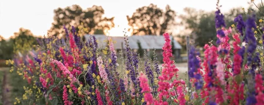 Yolo: Vineyards, Farms & Cultural Gems - Audio Driving Tour - Who will enjoy this Yolo experience