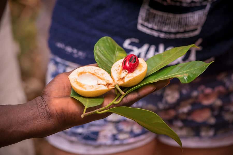 Zanzibar: Day Jozani Forest,Spice Farm,Nature and Savor Tour - The spice farm and the story behind Spice Island