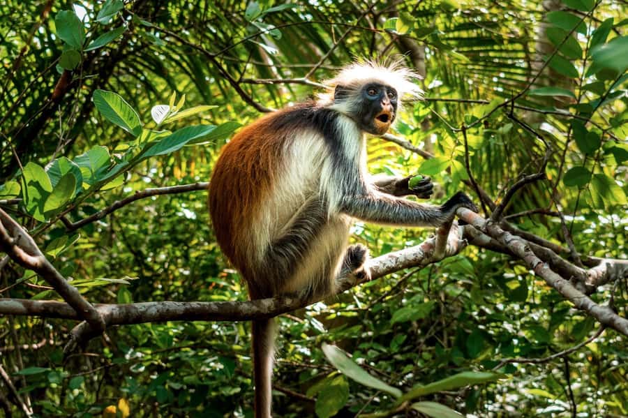 Zanzibar: Day Jozani Forest,Spice Farm,Nature and Savor Tour - What the transport and group size mean
