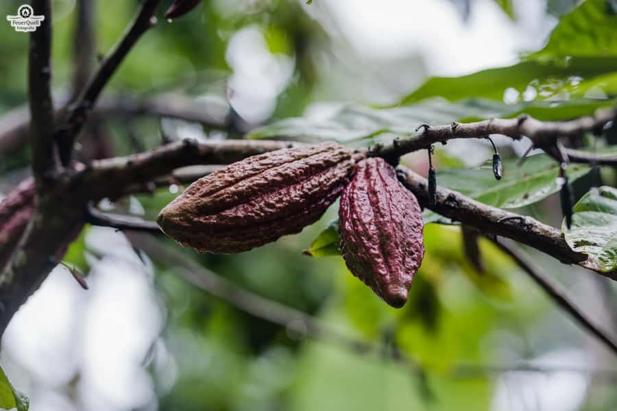 Zanzibar: Day Jozani Forest,Spice Farm,Nature and Savor Tour - Who should book this tour